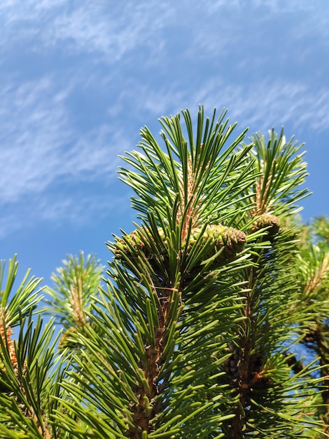 Foto primer plano de una palmera contra el cielo