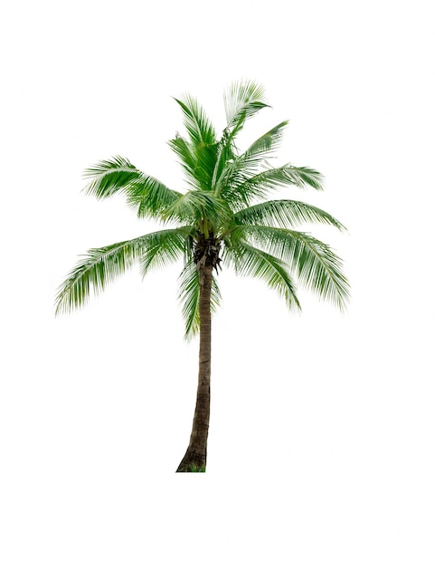 Primer plano de una palmera contra un fondo blanco