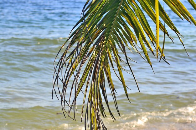 Foto un primer plano de una palmera desde el mar