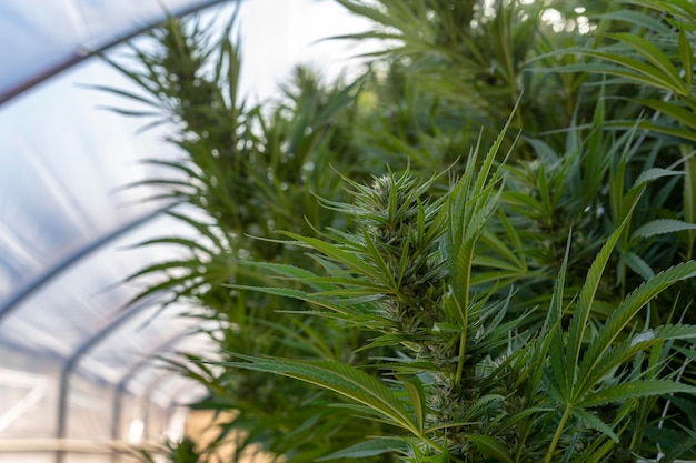 Foto primer plano de una palmera que crece en el campo