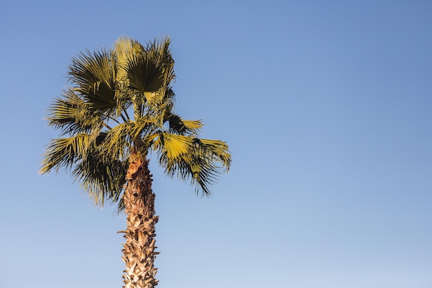 Primer plano de una palmera verde brillante bajo un sol tropical brillante contra un cielo azul.