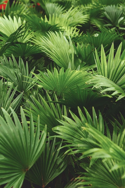 Foto un primer plano de una palmera