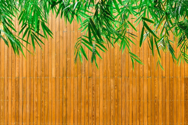 Foto un primer plano de una palmera