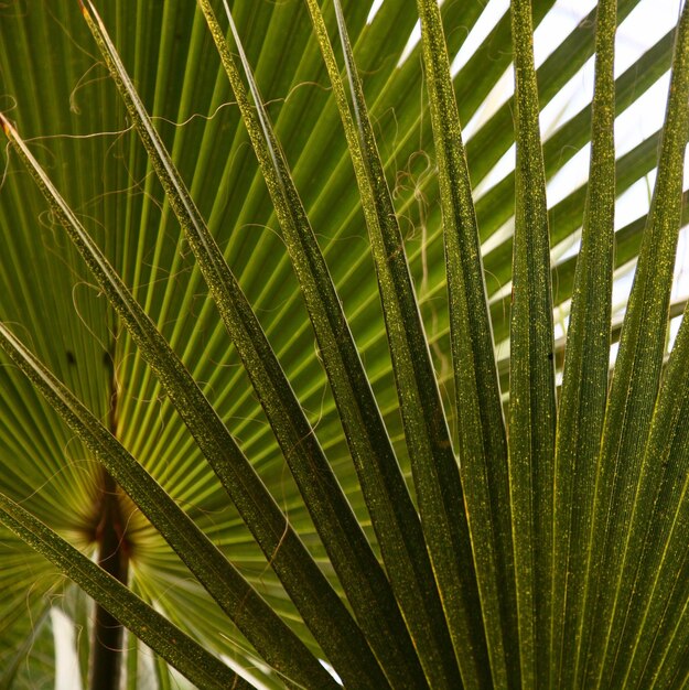 Un primer plano de una palmera