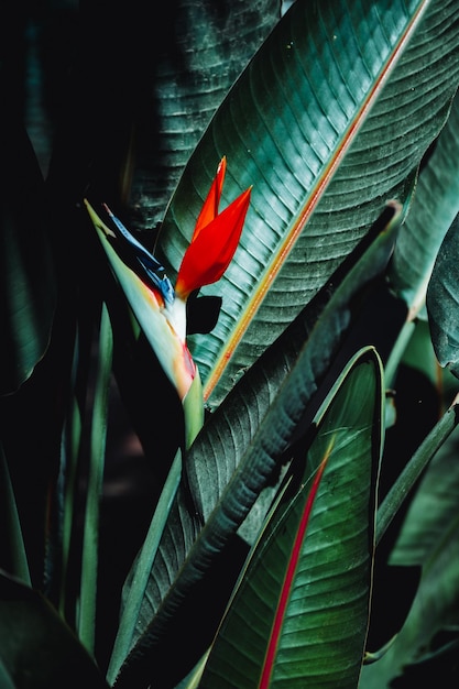 Un primer plano de una palmera