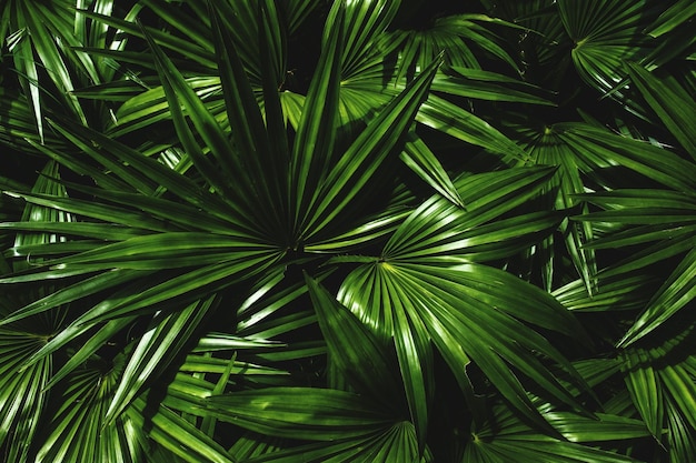 Foto un primer plano de una palmera