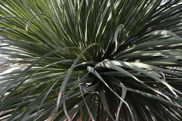 Foto un primer plano de una palmera