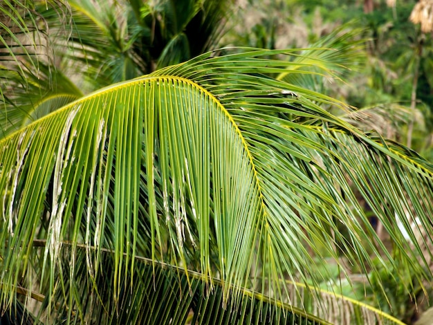 Primer plano de la palmera