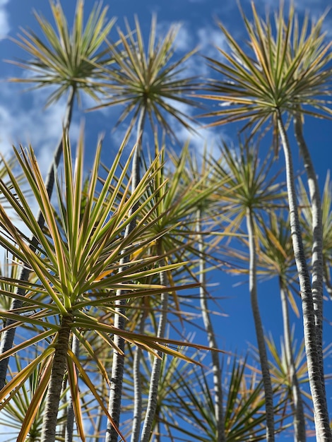 Foto primer plano de palmeras contra el cielo azul