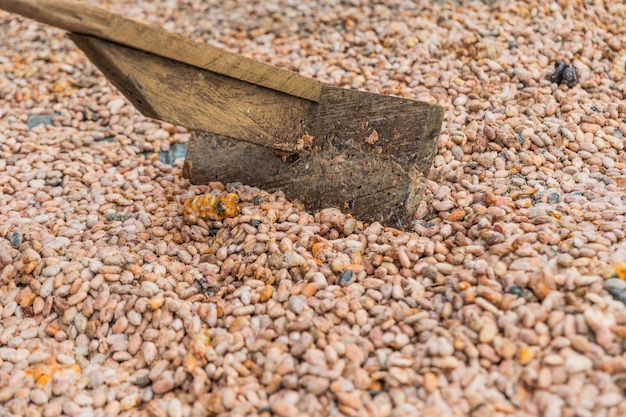 Primer plano de un palo para agitar los granos de cacao mientras se están secando la producción de chocolate