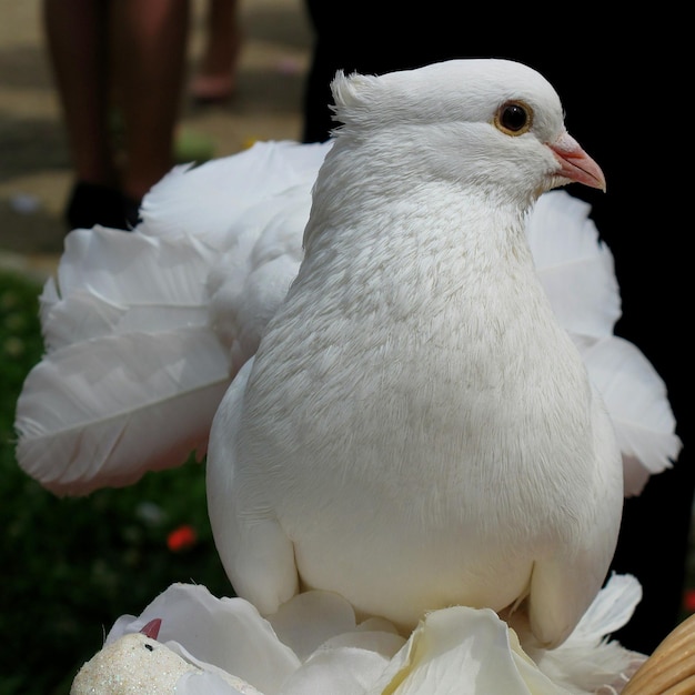 Primer plano de la paloma blanca
