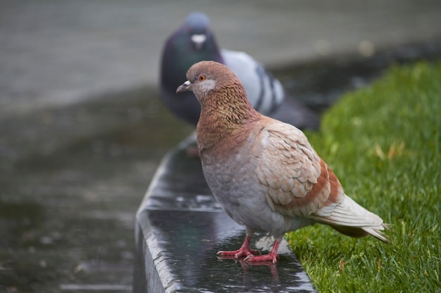 Primer plano de palomas en la acera en parque público