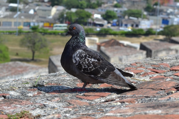 Primer plano de las palomas al aire libre