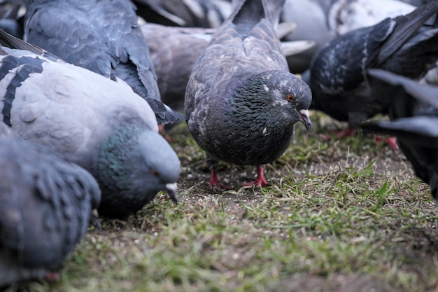 Primer plano de palomas de la ciudad