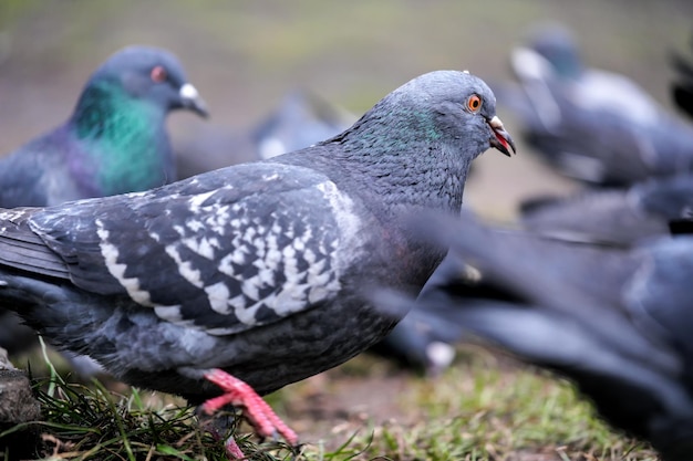 Primer plano de palomas de la ciudad