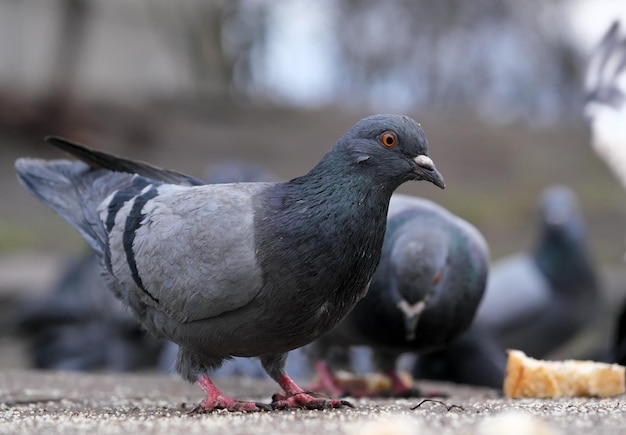 Primer plano de palomas de la ciudad