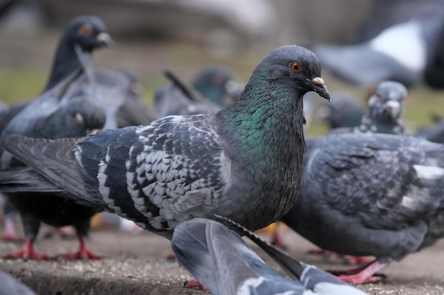 Primer plano de palomas de la ciudad