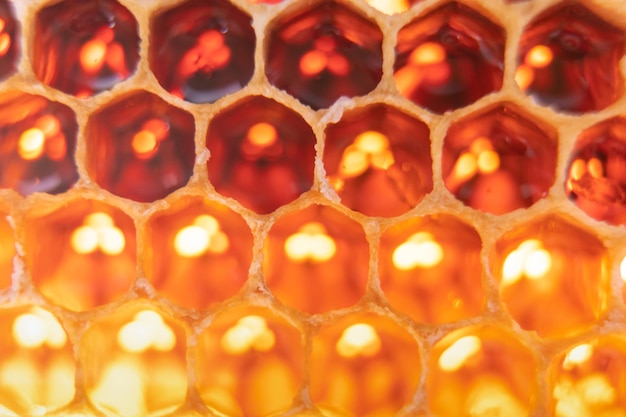 Primer plano de panales de abejas de formas hexagonales geométricas llenas de miel sabrosa que refleja la luz Apicultura apicultura