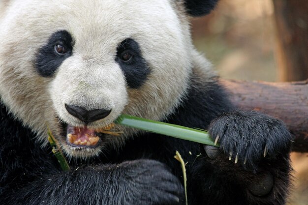 Primer plano de un panda gigante comiendo bambú