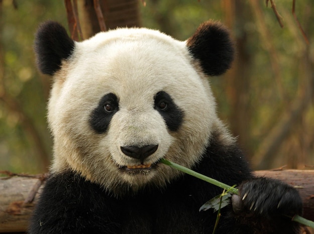 Foto primer plano de un panda gigante comiendo bambú