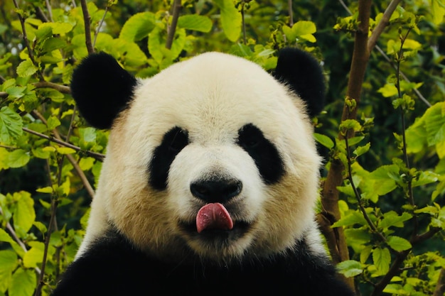 Foto primer plano del panda en el par daiza bélgica