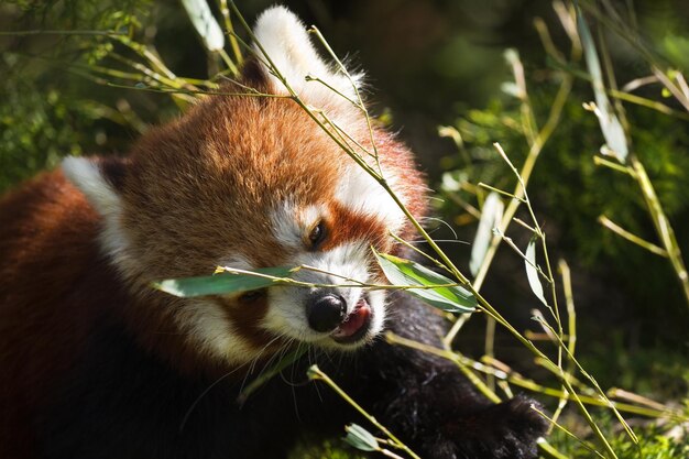 Foto primer plano del panda rojo