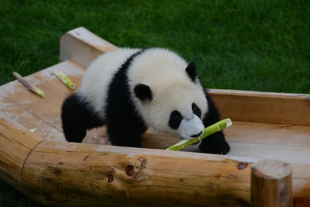 Primer plano de un panda sentado en la madera