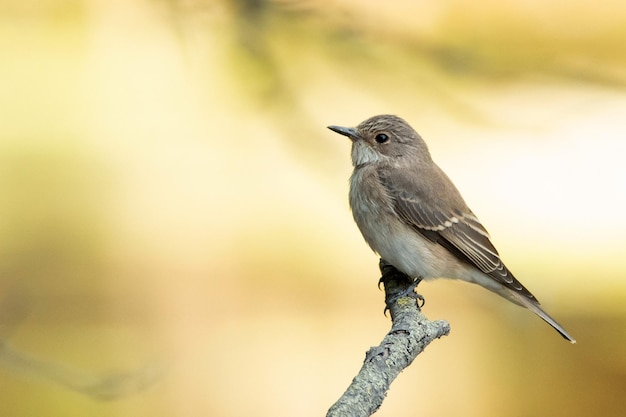 Primer plano de un papamoscas manchado o muscicapa striata posado en una rama