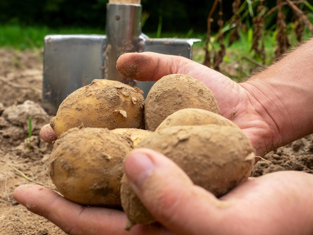 Primer plano de papas frescas excavadas en el suelo en las manos Una pala en el fondo El concepto de cosecha