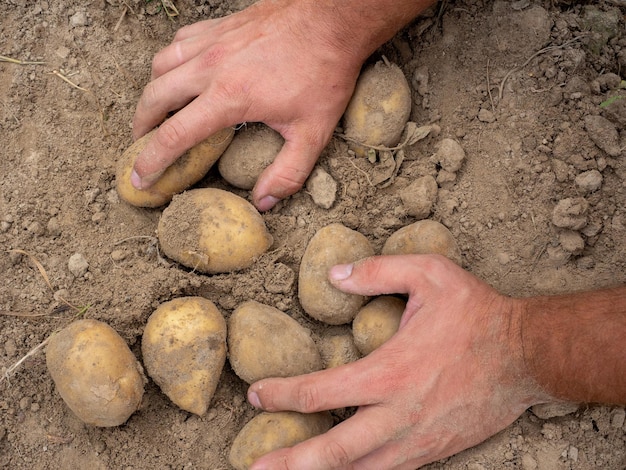 Primer plano de papas grandes frescas excavadas en el suelo en las manos de los hombres El concepto de cosecha Un año fructífero Vista superior plana