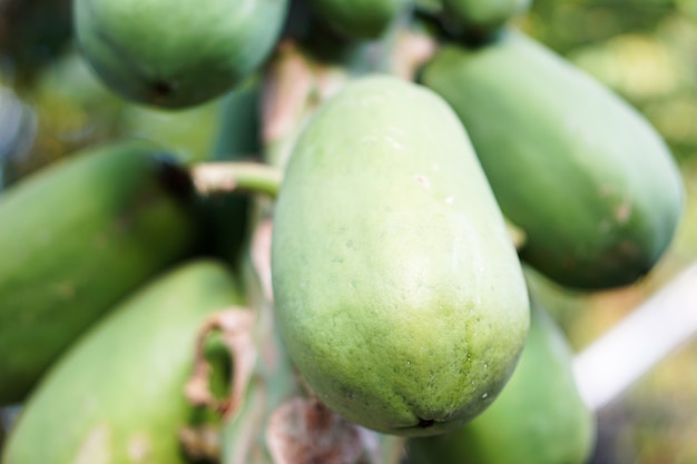 Primer plano papaya verde.