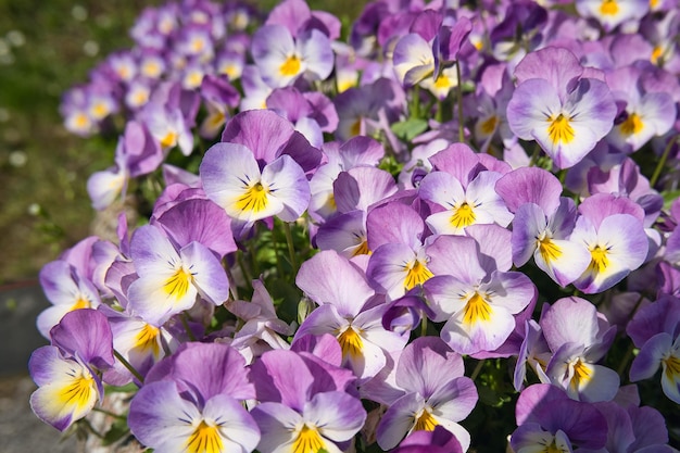 Primer plano de papel tapiz de fondo de hermosas flores de color púrpura