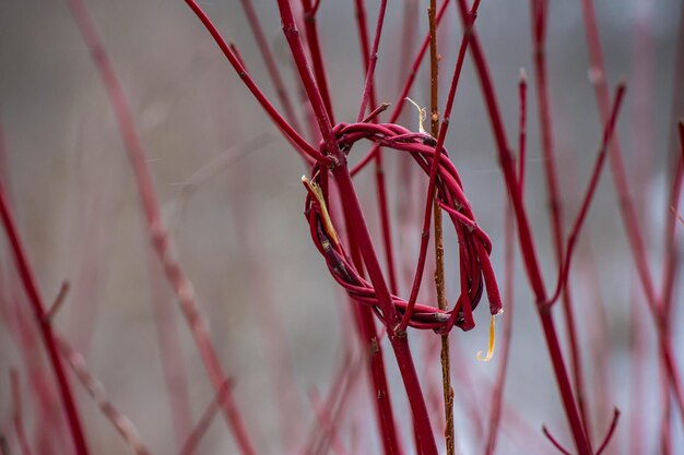 Foto primer plano del paraguas rojo