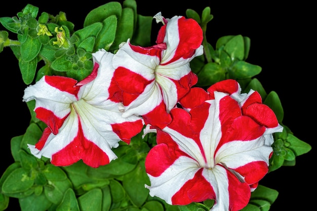 Primer plano de una pareja de flores en la planta