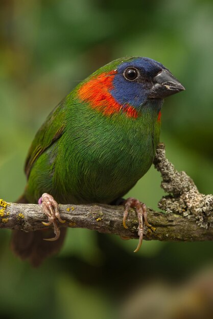 Un primer plano de un parrotfinch de orejas rojas posado en una rama