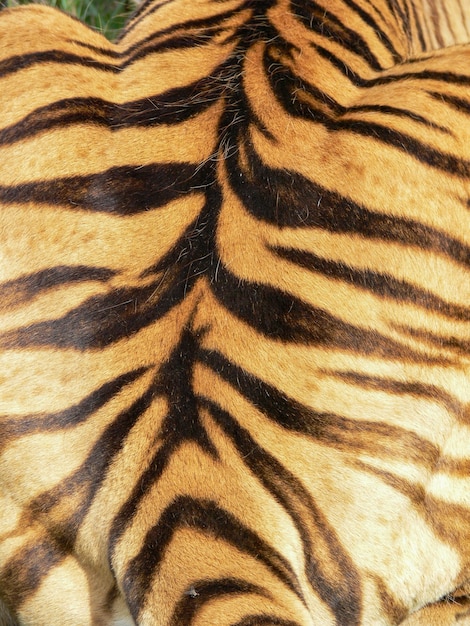Un primer plano de la parte posterior del patrón de un tigre.