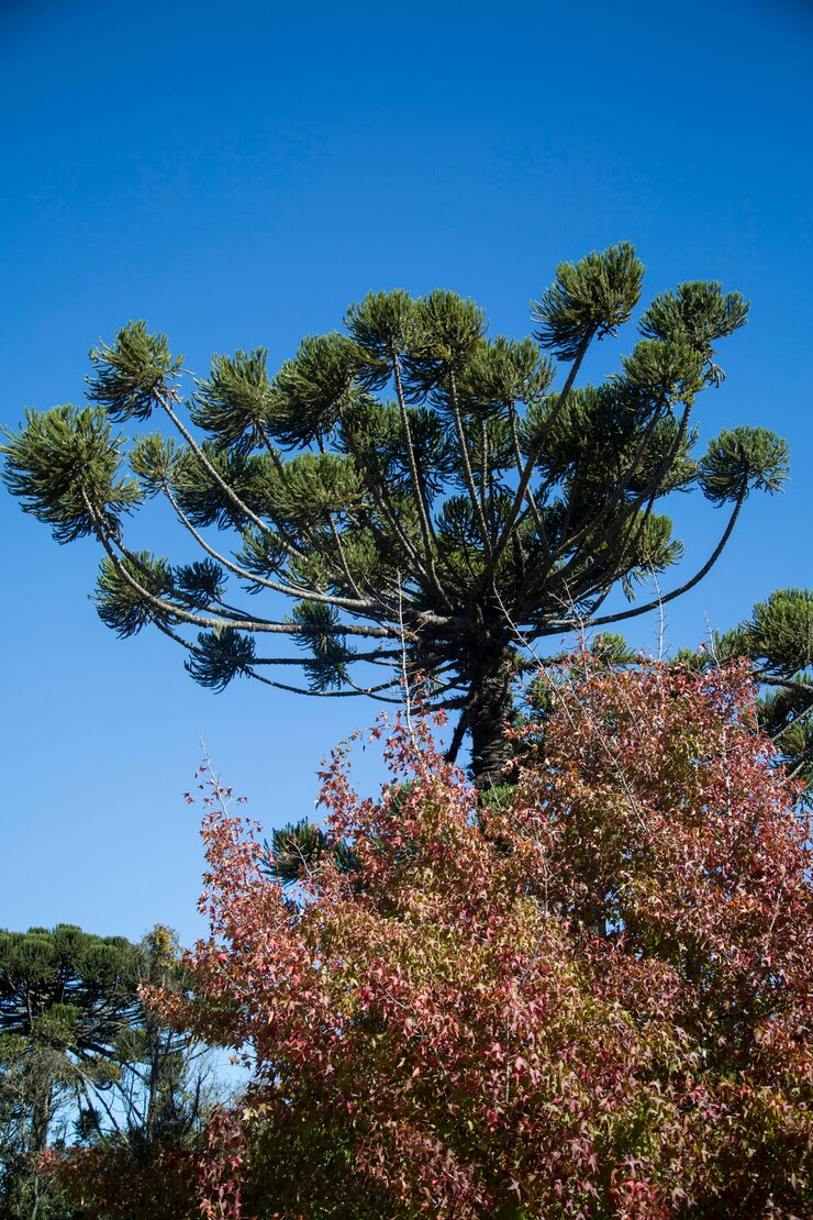 Primer plano de la parte superior de Araucaria angustifolia (pino brasileño) con fondo de cielo, Campos do Jordao, Brasil.