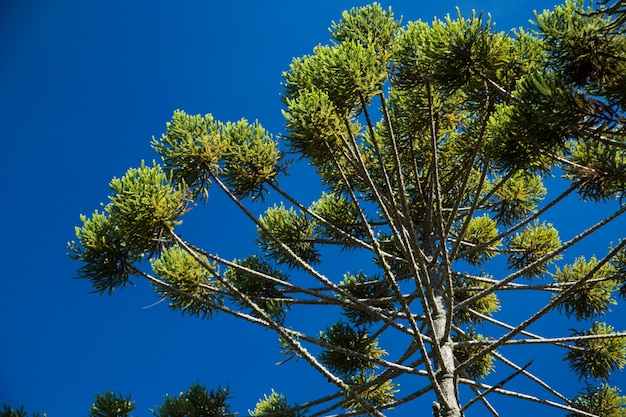 Primer plano de la parte superior de Araucaria angustifolia (pino brasileño) con fondo de cielo, Campos do Jordao, Brasil.