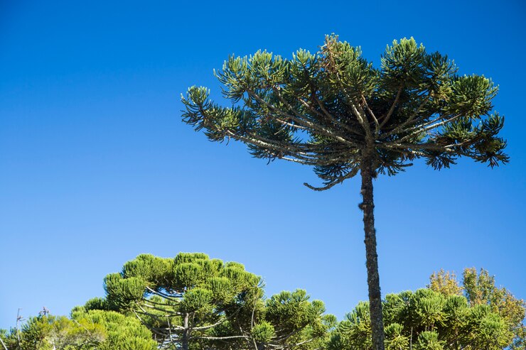 Primer plano de la parte superior de Araucaria angustifolia (pino brasileño) con fondo de cielo, Campos do Jordao, Brasil.