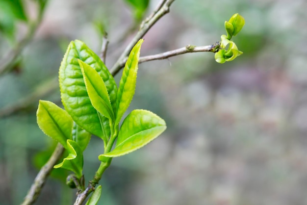 Primer plano de la parte superior de la hoja de té verde en la plantación de té de la mañana fondo borroso