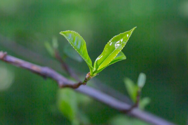 Primer plano de la parte superior de la hoja de té verde en la plantación de té de la mañana fondo borroso