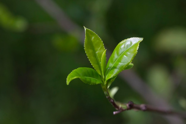 Primer plano de la parte superior de la hoja de té verde en la plantación de té de la mañana fondo borroso