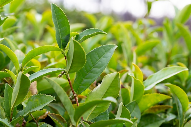 Primer plano de la parte superior de la hoja de té verde en la plantación de té de la mañana fondo borroso