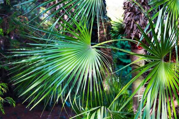 Primer plano de la parte superior de una palmera, primer plano de hojas de palmera. Parque tropical, vacaciones en el resort.
