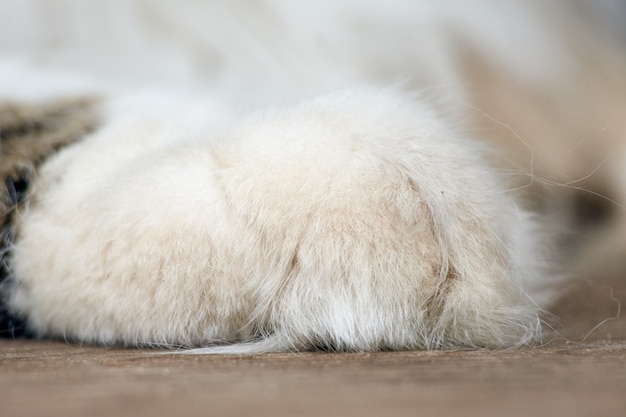 Un primer plano de una pata de gato peludo blanco