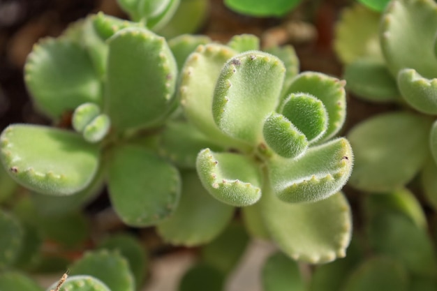 Foto un primer plano de la pata del oso cotyledon tomentosa