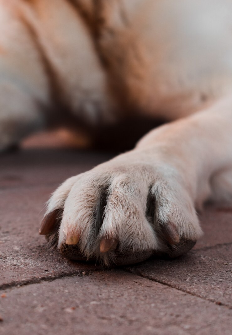 Primer plano de una pata de perro.