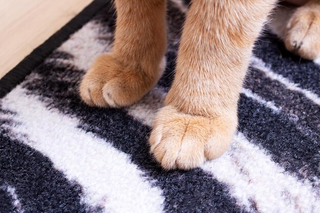 Primer plano de las patas delanteras del gato rojo