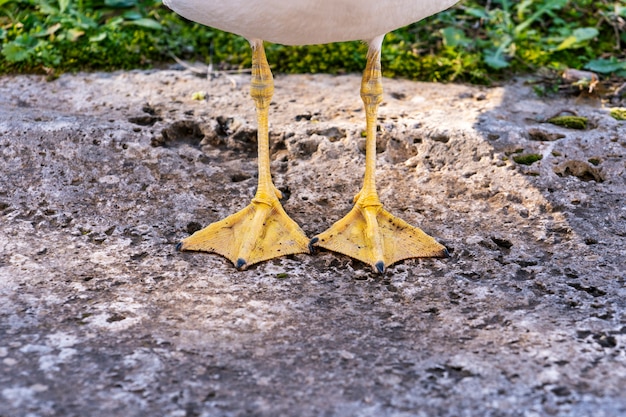 Foto primer plano de patas de gaviota amarilla