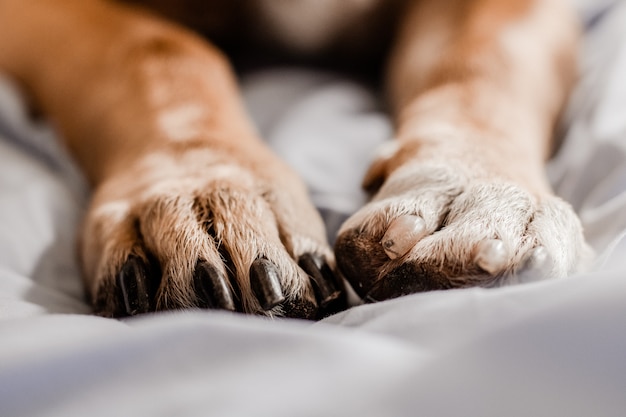 Primer plano de patas de perro en la cama